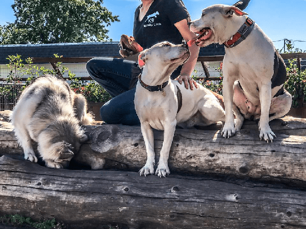 Dogs playing outdoors with K9 Activity Club staff in Santa Rosa