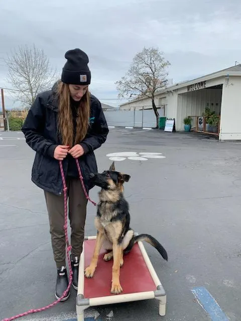 Dog trainer working with a German Shepherd at K9 Activity Club in Santa Rosa