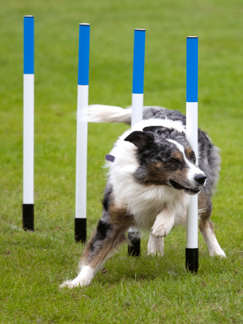 Australian Shepherd navigating weave poles in Sonoma County