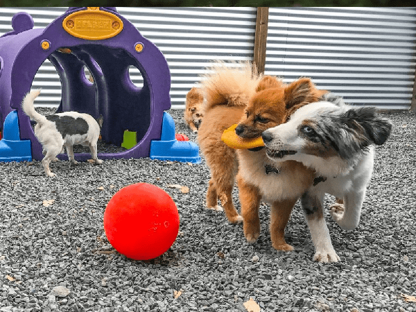 Dog enjoying enrichment daycare at K9 Activity Club