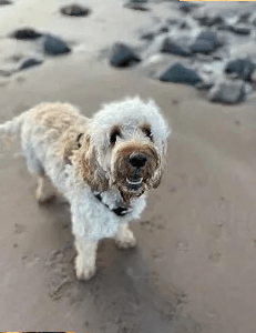 Healthy happy dog at K9 Activity Club