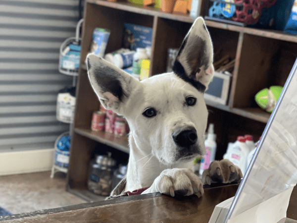 Friendly dog greeting staff at K9 Activity Club in Santa Rosa