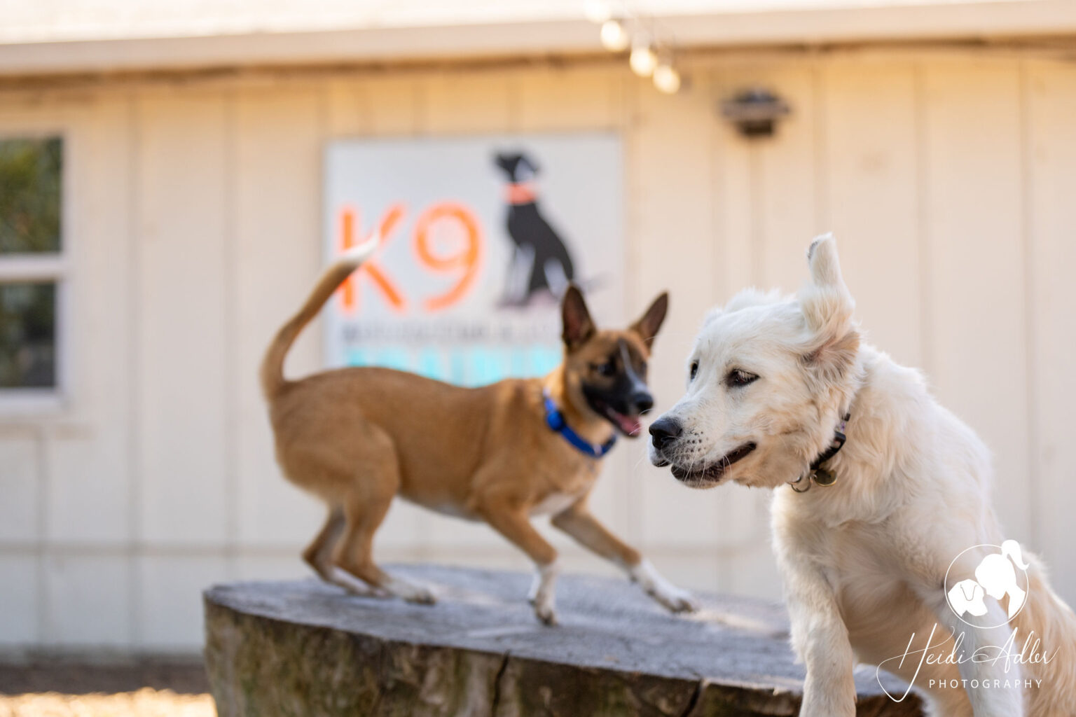 Dogs playing at K9 Activity Club in Santa Rosa
