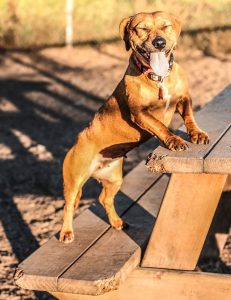 Happy boarding dog at K9 Activity Club