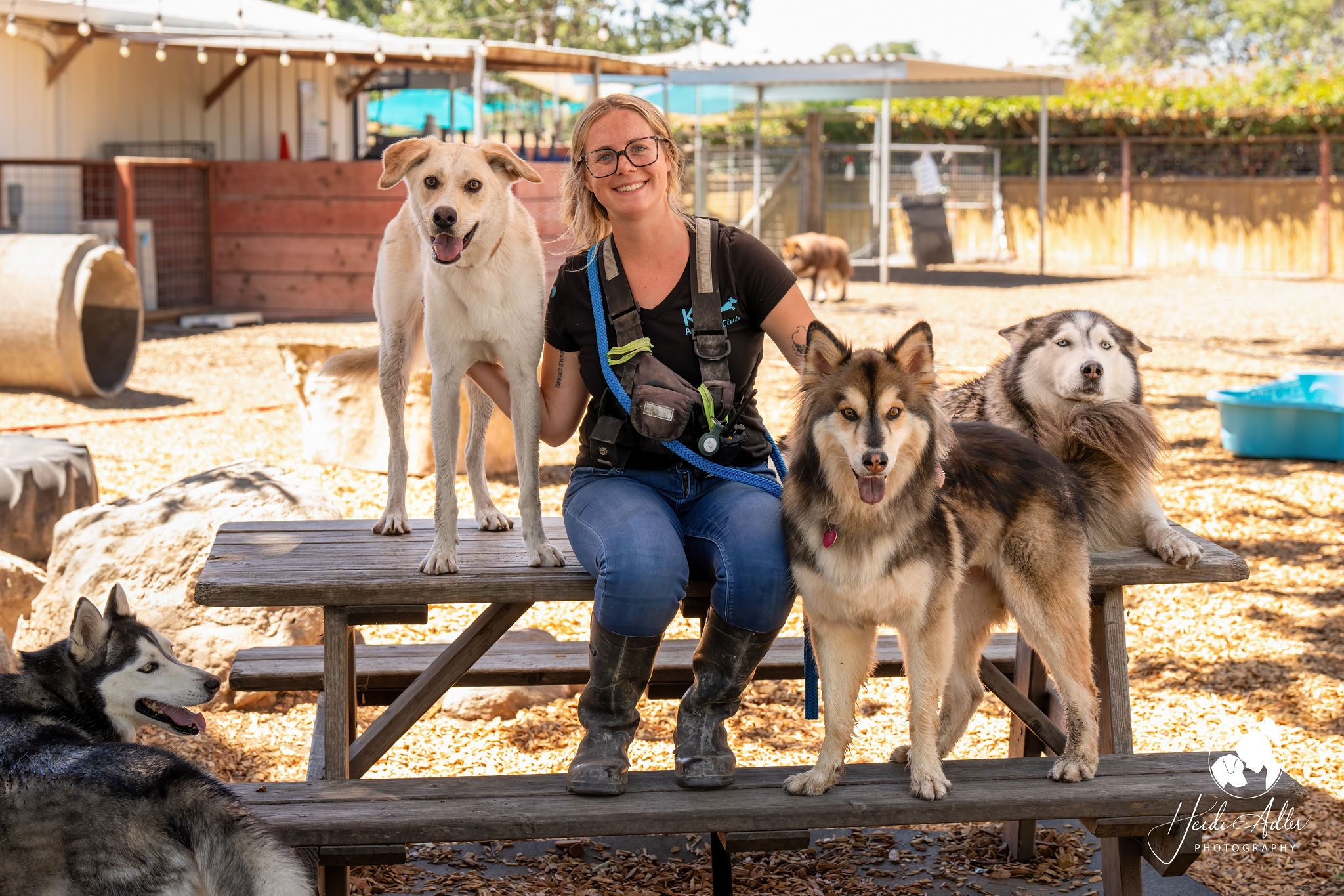 Dogs playing together in daycare playgroups at K9 Activity Club