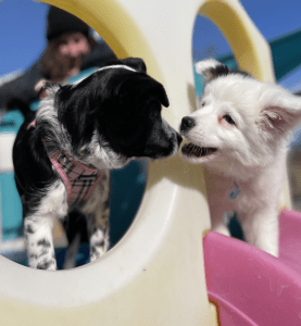 Two puppies playing together during Puppy S.T.A.R. class