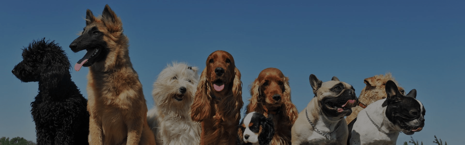 Dogs at K9 Activity Club in Santa Rosa, CA