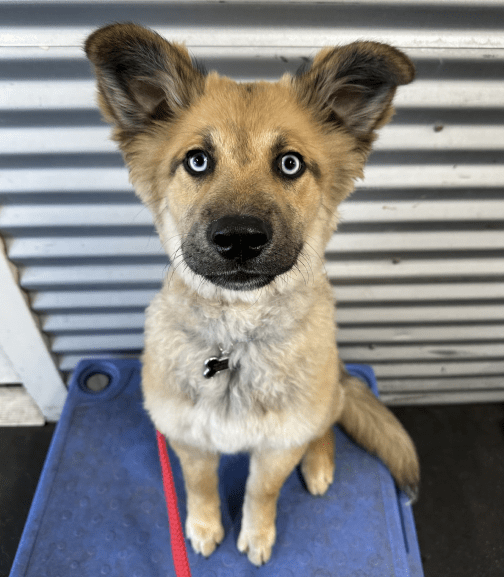 Adorable blue-eyed puppy at K9 Activity Club