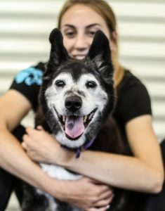 Happy husky with K9 Activity Club staff in Santa Rosa