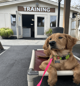 Golden retriever puppy at K9 Activity Club training facility