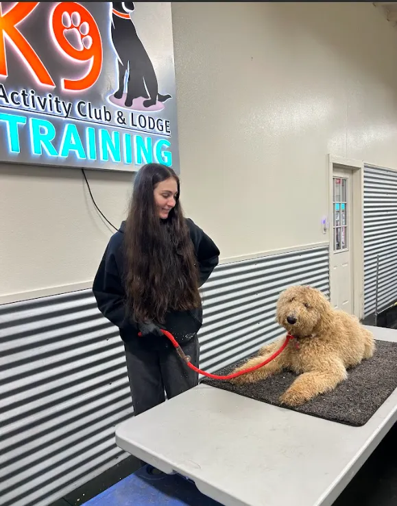 Trainer working with a goldendoodle at K9 Activity Club