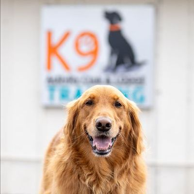 Happy dogs at K9 Activity Club doggie daycare