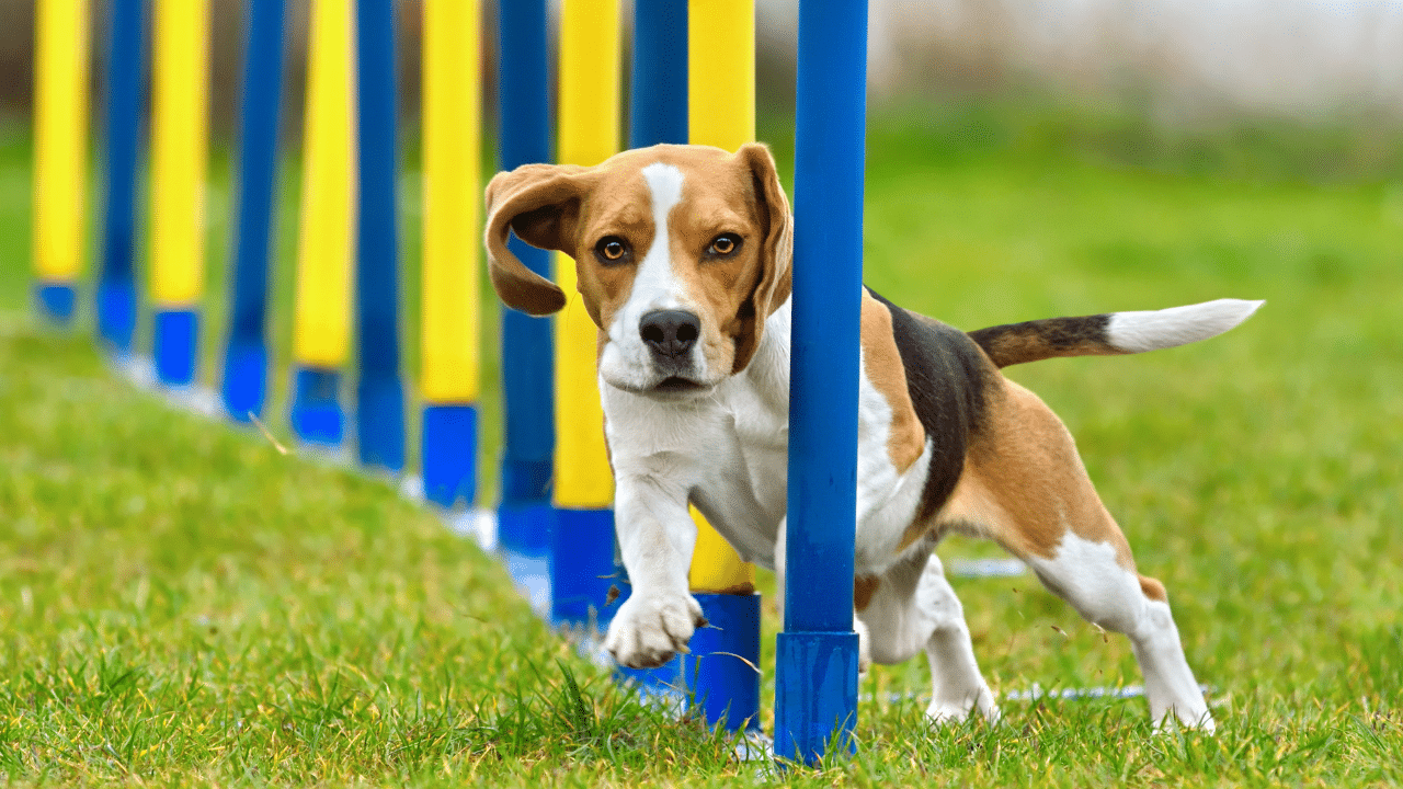 Beagle weaving through agility poles at K9 Activity Club in Santa Rosa