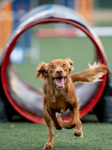 Dog running through an agility tunnel at K9 Activity Club