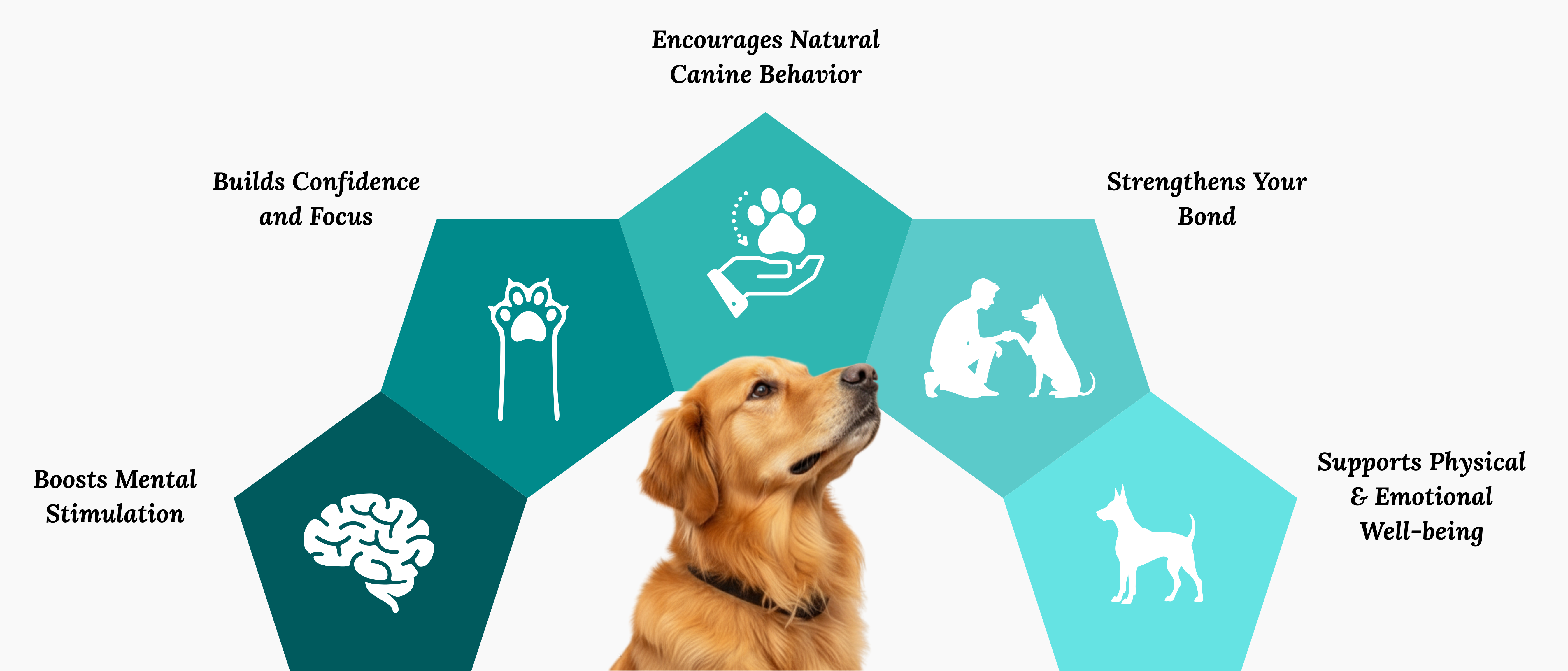 Employee Onboarding Process Data Visualization Infographic Presentation - K9 Activity Club